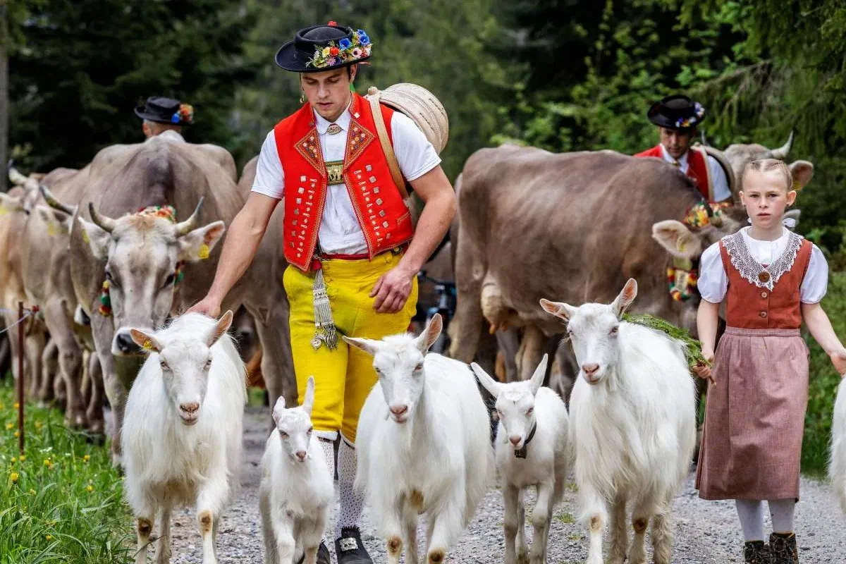 Senn in Tracht führt beim Alpaufzug Ziegen und Kühe über einen Kiesweg, begleitet von einem Mädchen in Tracht.